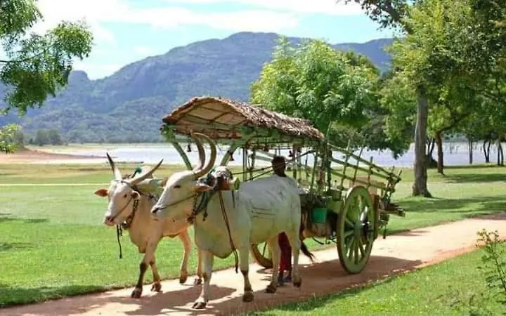 Sigiri Wild Lake Dambulla 0*,  Sri Lanka