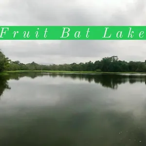 The Jungle Dambulla